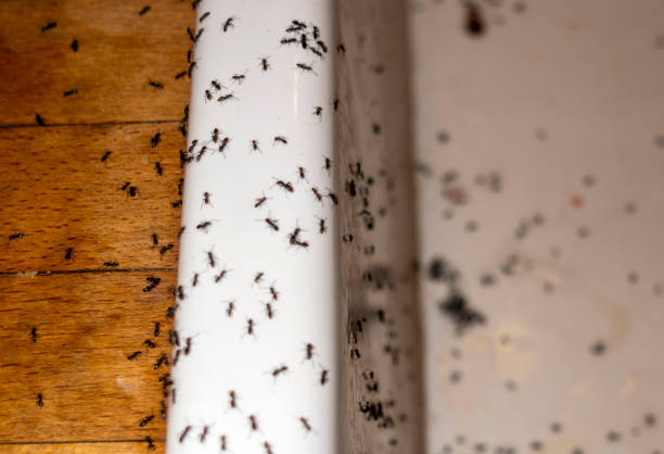 Best Termite Control Services  in Fayette, AL