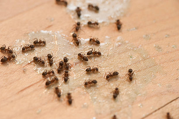 Reliable Fayette, AL Pest Control Solutions