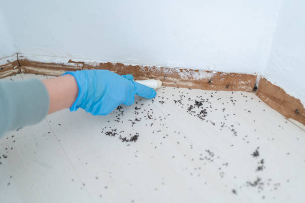 Best Insect Control  in Fayette, AL